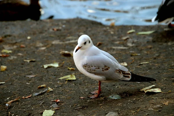 Summer Autumn Winter Beautiful Trees City Parks Many Ducks Gulls — Stock fotografie