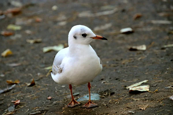 Summer Autumn Winter Beautiful Trees City Parks Many Ducks Gulls — Stock fotografie