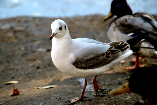 Summer Autumn Winter Beautiful Trees City Parks Many Ducks Gulls — Stock fotografie