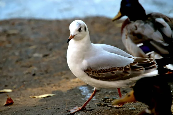 Summer Autumn Winter Beautiful Trees City Parks Many Ducks Gulls — Stock fotografie