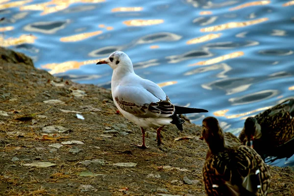 Summer Autumn Winter Beautiful Trees City Parks Many Ducks Gulls — 图库照片