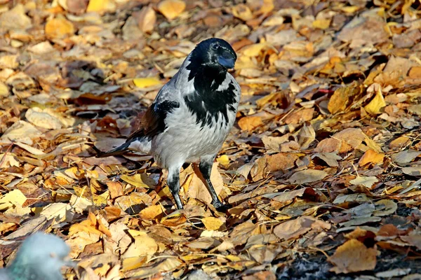 Été Automne Hiver Beaux Arbres Dans Les Parcs Ville Beaucoup — Photo