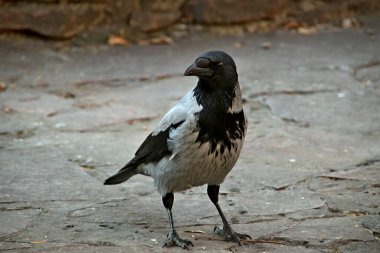 in summer, autumn and winter, there are beautiful trees in the city's parks. There are many ducks, gulls, pigeons, crows, tits and swans. You can meet squirrels and dogs. Flowers and mushrooms grow. There are lakes and rivers.