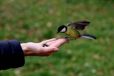 in summer, autumn and winter, there are beautiful trees in the city's parks. There are many ducks, gulls, pigeons, crows, tits and swans. You can meet squirrels and dogs. Flowers and mushrooms grow. There are lakes and rivers.