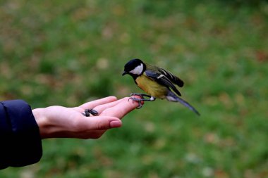 in summer, autumn and winter, there are beautiful trees in the city's parks. There are many ducks, gulls, pigeons, crows, tits and swans. You can meet squirrels and dogs. Flowers and mushrooms grow. There are lakes and rivers.
