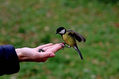 in summer, autumn and winter, there are beautiful trees in the city's parks. There are many ducks, gulls, pigeons, crows, tits and swans. You can meet squirrels and dogs. Flowers and mushrooms grow. There are lakes and rivers.