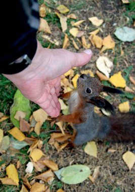 in summer, autumn and winter, there are beautiful trees in the city's parks. There are many ducks, gulls, pigeons, crows, tits and swans. You can meet squirrels and dogs. Flowers and mushrooms grow. There are lakes and rivers.