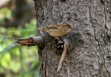 in summer, autumn and winter, there are beautiful trees in the city's parks. There are many ducks, gulls, pigeons, crows, tits and swans. You can meet squirrels and dogs. Flowers and mushrooms grow. There are lakes and rivers.
