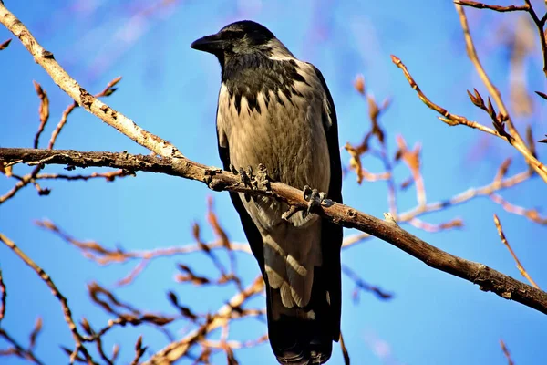 Sommer Herbst Und Winter Gibt Wunderschöne Bäume Den Parks Der — Stockfoto