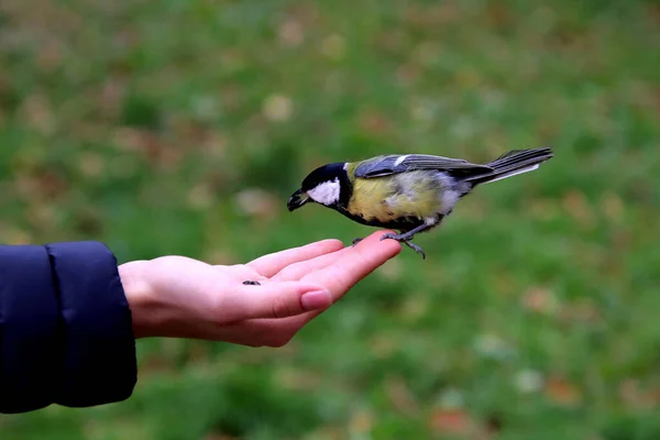 in summer, autumn and winter, there are beautiful trees in the city's parks. There are many ducks, gulls, pigeons, crows, tits and swans. You can meet squirrels and dogs. Flowers and mushrooms grow. There are lakes and rivers.