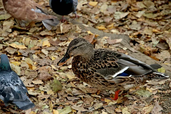 Summer Autumn Winter Beautiful Trees City Parks Many Ducks Gulls — Stock Fotó