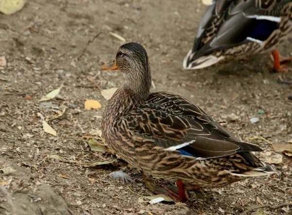 Summer Autumn Winter Beautiful Trees City Parks Many Ducks Gulls — Foto de Stock