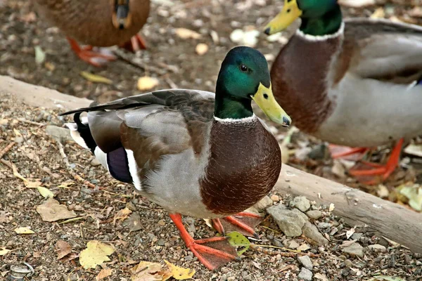 Summer Autumn Winter Beautiful Trees City Parks Many Ducks Gulls — 스톡 사진