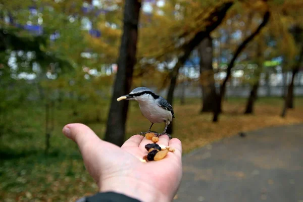 Summer Autumn Winter Beautiful Trees City Parks Many Ducks Gulls — Fotografia de Stock