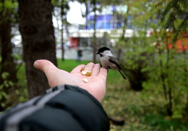 Summer Autumn Winter Beautiful Trees City Parks Many Ducks Gulls — Foto de Stock