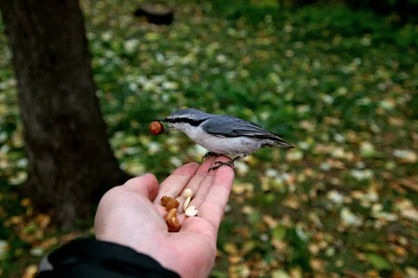 in summer, autumn and winter, there are beautiful trees in the city's parks. There are many ducks, gulls, pigeons, crows, tits and swans. You can meet squirrels and dogs. Flowers and mushrooms grow. There are lakes and rivers.