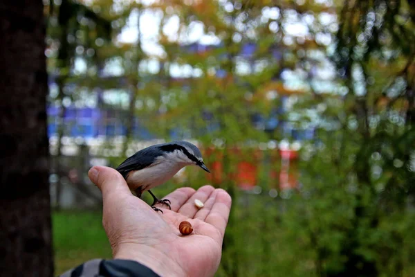 Summer Autumn Winter Beautiful Trees City Parks Many Ducks Gulls —  Fotos de Stock