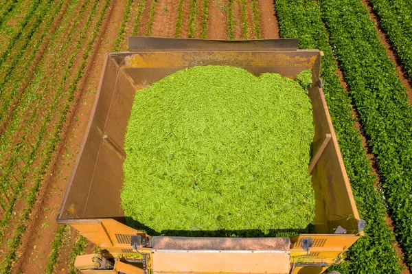 Catador de feijões verdes processando um grande campo. — Fotografia de Stock