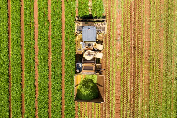 Selector de frijoles verdes procesando un campo grande. — Foto de Stock