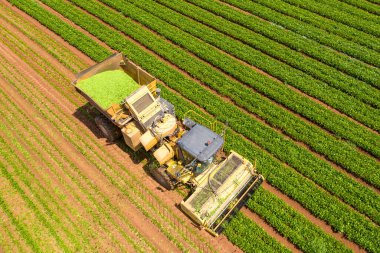 Yeşil Fasulye toplayıcısı büyük bir alanı işliyor.