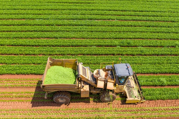 Catador de feijões verdes processando um grande campo. — Fotografia de Stock