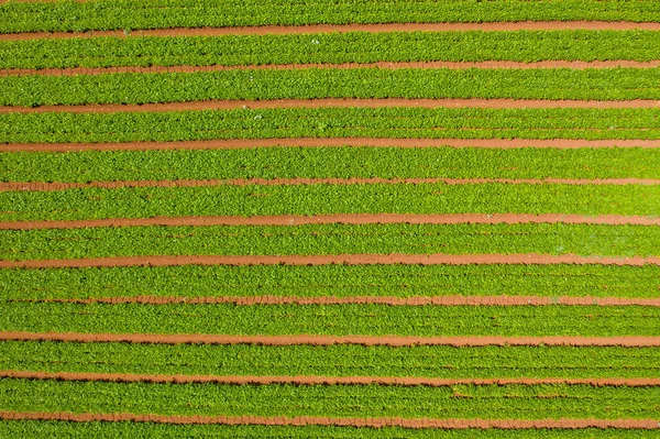 Fila de Frijoles Verdes lista para recoger . — Foto de Stock