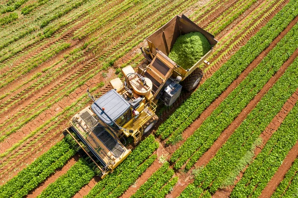 Green Beans picker επεξεργασία ένα μεγάλο πεδίο. — Φωτογραφία Αρχείου