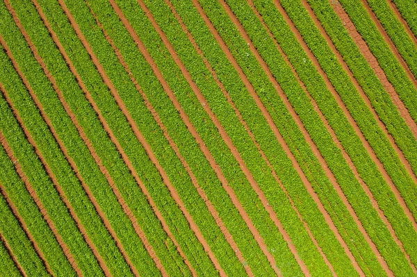 緑の豆の行を選ぶ準備ができて. — ストック写真