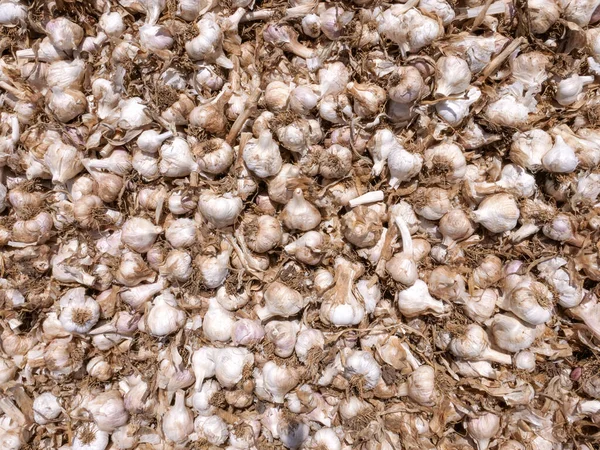 Fresh Heap Picked Garlic Heads Background Image — Stock Photo, Image