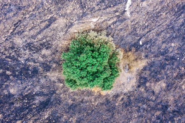 Arbre Vert Unique Sur Terrain Brûlé Par Feu Forêt — Photo