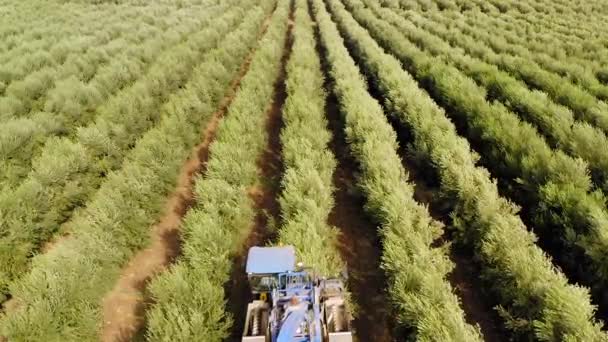 Olive Harvester passing over rows of Olive Trees and softly shaking and detaching the olives off the branches, Top down aerial footage of the process.