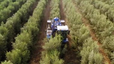Olive Harvester passing over rows of Olive Trees and softly shaking and detaching the olives off the branches, Top down aerial footage of the process. 