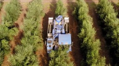 Olive Harvester passing over rows of Olive Trees and softly shaking and detaching the olives off the branches, Top down aerial footage of the process.