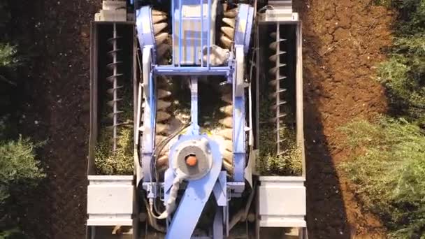 Olive Harvester Passing Rows Olive Trees Softly Shaking Detaching Olives — Stockvideo