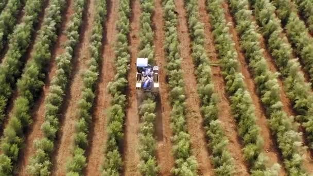 Olive Harvester Passing Rows Olive Trees Softly Shaking Detaching Olives — Stockvideo