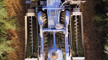 Olive Harvester passing over rows of Olive Trees and softly shaking and detaching the olives off the branches, Top down aerial footage of the process.