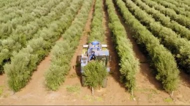 Olive Harvester passing over rows of Olive Trees and softly shaking and detaching the olives off the branches, Top down aerial footage of the process.