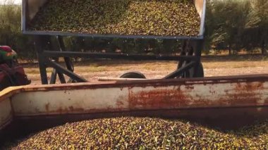 Büyük miktarda zeytin dolu kovayı büyük boş bir karavana boşalt.. 