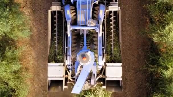Olive Harvester Passing Rows Olive Trees Softly Shaking Detaching Olives — Stock Video