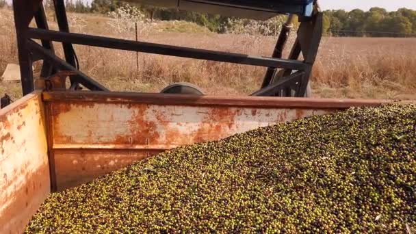 Combineer Emmer Lossen Van Een Enorme Hoeveelheid Olijven Olijven Een — Stockvideo