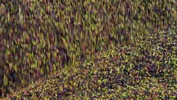 Combiner Seau Déchargeant Une Quantité Massive Olives Récolte Dans Une — Video