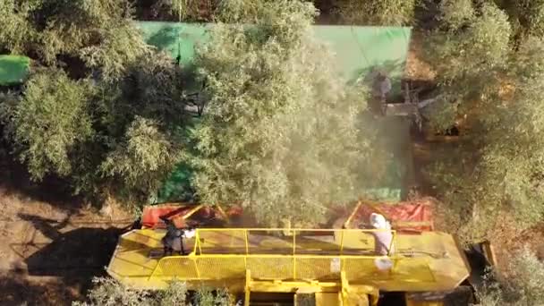 Olive Tree Shaker Harvester Operatie Ondersteund Door Vier Pool Verslaan — Stockvideo