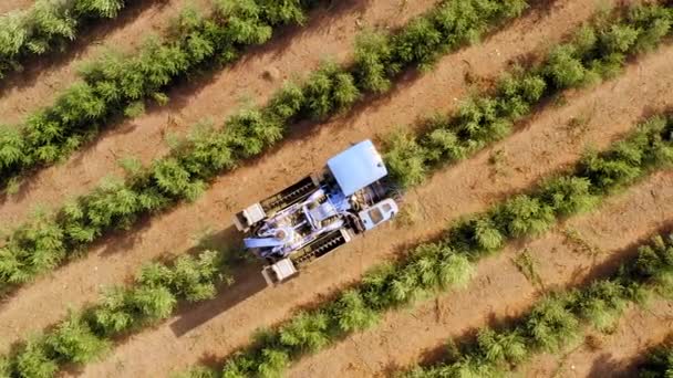 Cosechadora de aceitunas pasando por filas de olivos y agitando suavemente y separando las aceitunas de las ramas . — Vídeo de stock