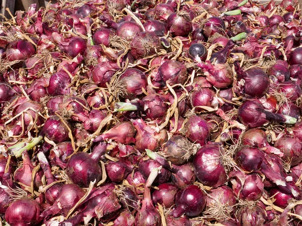 Vers geplukte rode uien in een veld. — Stockfoto