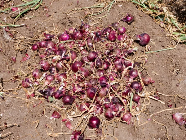 Vers geplukte rode uien in een veld. — Stockfoto
