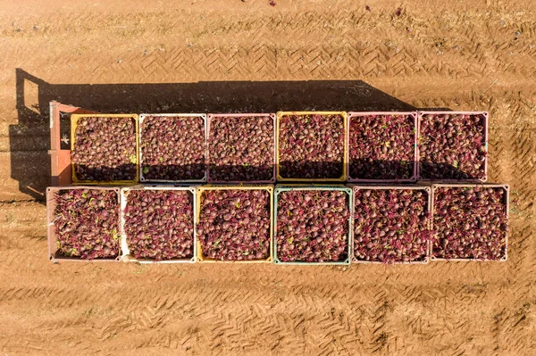 Paletes de beterraba fresca colhida em um campo — Fotografia de Stock