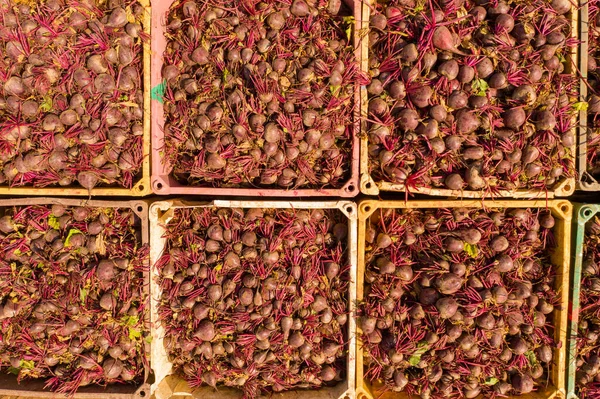 Paletas de remolacha fresca en un campo —  Fotos de Stock