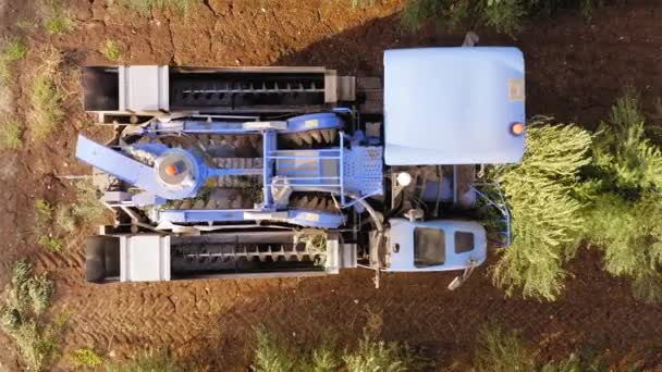 Olive Harvester passing over rows of Olive Trees and softly shaking and detaching the olives off the branches. — Stock Video