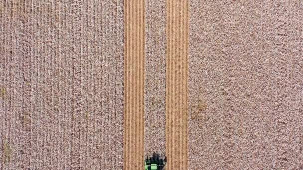畑を収穫する大型コットンピッカーの空中映像. — ストック動画