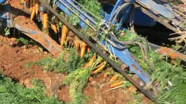 Carottes retirées du sol par une cueilleuse de carottes à deux rangs. — Video